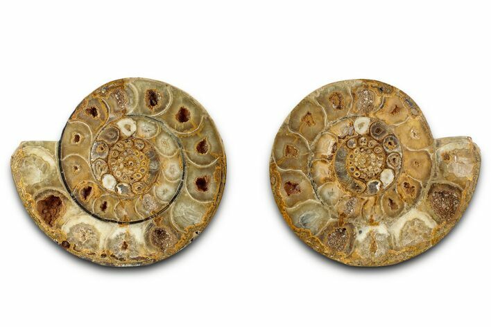 Cut & Polished Jurassic Ammonite (Perisphinctes) Fossil #336418